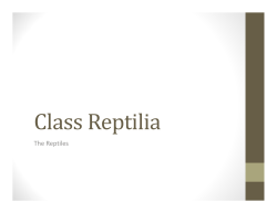 Class Reptilia