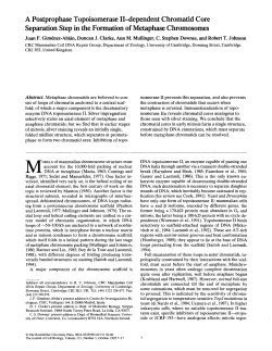A Postprophase Topoisomerase II