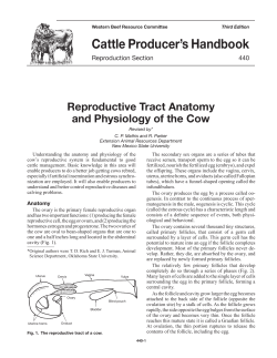 440-Reproductive Tract Anatomy and Physiology of the Cow
