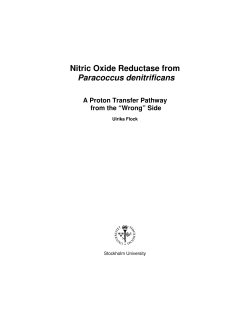 Nitric Oxide Reductase from Paracoccus denitrificans A Proton