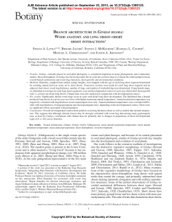 Ginkgo biloba - Ohio University