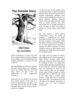The Outside Story Old Trees By