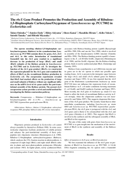 The rbcX Gene Product Promotes the Production and Assembly of
