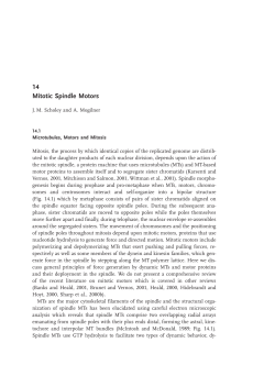 14 Mitotic Spindle Motors