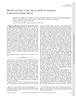 Muscle activity in the leg is tuned in response to ground reaction forces
