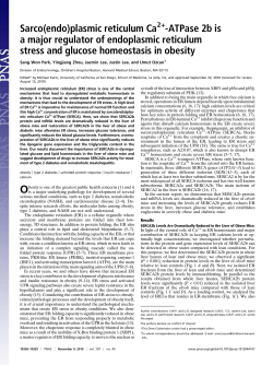 Sarco(endo)plasmic reticulum Ca -ATPase 2b is a major regulator of