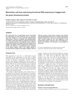 RNA polymerase II tagged with GFP