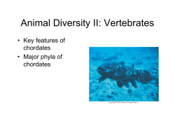 Animal Diversity II: Vertebrates