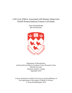 Cell Cycle Effects Associated with Human