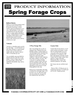 Belford Barley 3-Way Forage Mix Triticale Cayuse - Yakima Co-op