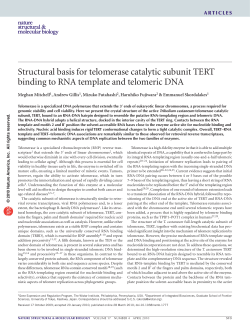 Structural basis for telomerase catalytic subunit TERT binding to