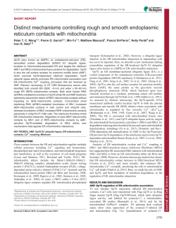 Distinct mechanisms controlling rough and smooth endoplasmic