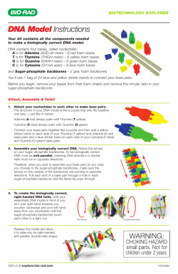 DNA Model Instructions - Bio-Rad