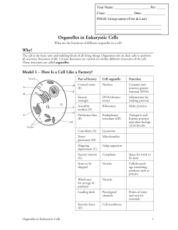 Organelles in Eukaryotic Cells