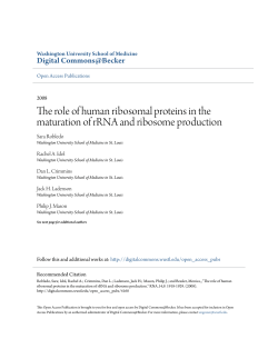 The role of human ribosomal proteins in the maturation