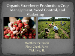Organic Strawberry Production: Crop Management, Weed Control