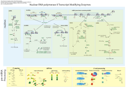 Nuclear RNA polymerase II Transcript Modifying Enzymes pre