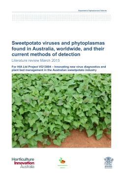 Sweetpotato viruses and phytoplasmas found in Australia