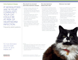 Feline Heartworm Disease: If mosquitoes are in your community
