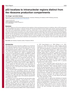 p53 localizes to intranucleolar regions distinct from the ribosome