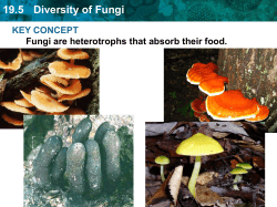 19.5 Diversity of Fungi