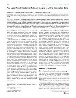 Fast Label-Free Cytoskeletal Network Imaging in Living Mammalian
