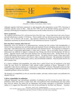 Olive Bloom and Pollination - UC Agriculture and Natural Resources