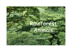 Rainforest Animals