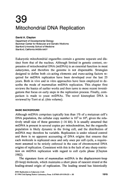 Mitochondria1 DNA Replication