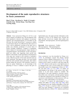 Development of the male reproductive structures in Taxus