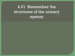 What are the structures of the urinary system?