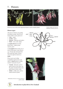 7. Flowers - New Zealand Plant Conservation Network