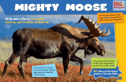 FACT: Moose are the largest members of the deer family.
