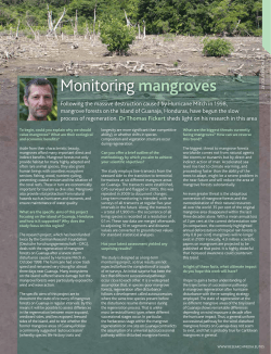 Monitoring mangroves