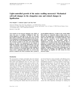 Light-controlled growth of the maize seedling mesocotyl: Mechanical