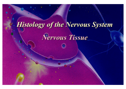 Histology of the Nervous System Nervous Tissue Histology of the