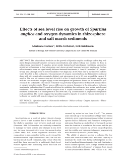 Effects of sea level rise on growth of Spartina anglica and oxygen