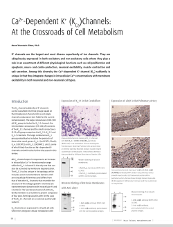 Ca2+-Dependent K+ (K )Channels: At the Crossroads of Cell