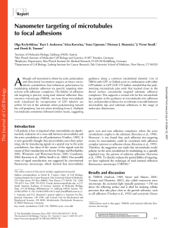 Nanometer targeting of microtubules to focal adhesions