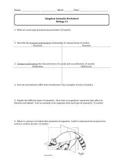 Kingdom Animalia Worksheet