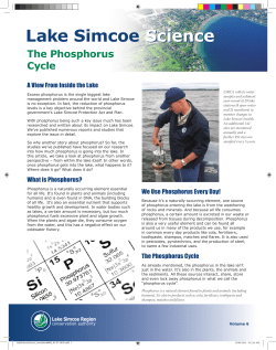 The Phosphorus Cycle - Lake Simcoe Region Conservation Authority
