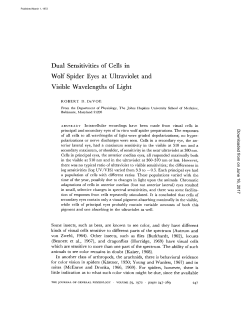 Dual Sensitivities of Cells in Wolf Spider Eyes at Ultraviolet and
