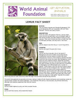 lemur fact sheet - World Animal Foundation