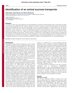 Identification of an animal sucrose transporter
