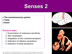Senses 2