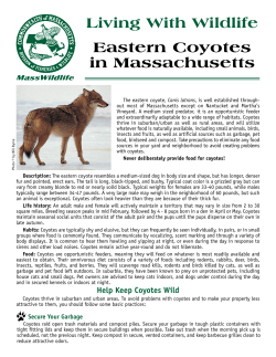 Living with Wildlife: Eastern Coyotes in