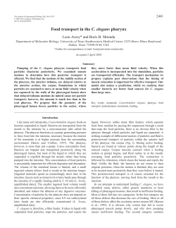 Food transport in the C. elegans pharynx