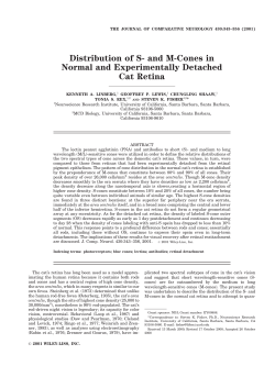Distribution of S- and M-cones in normal and