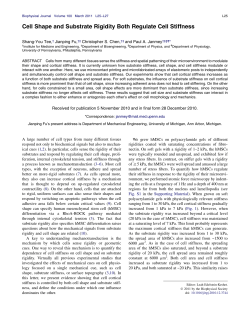 Cell Shape and Substrate Rigidity Both Regulate Cell