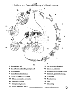 Life Cycle and General Anatomy of a Basidiomycete